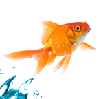 t_poisson.png t_poisson.png
